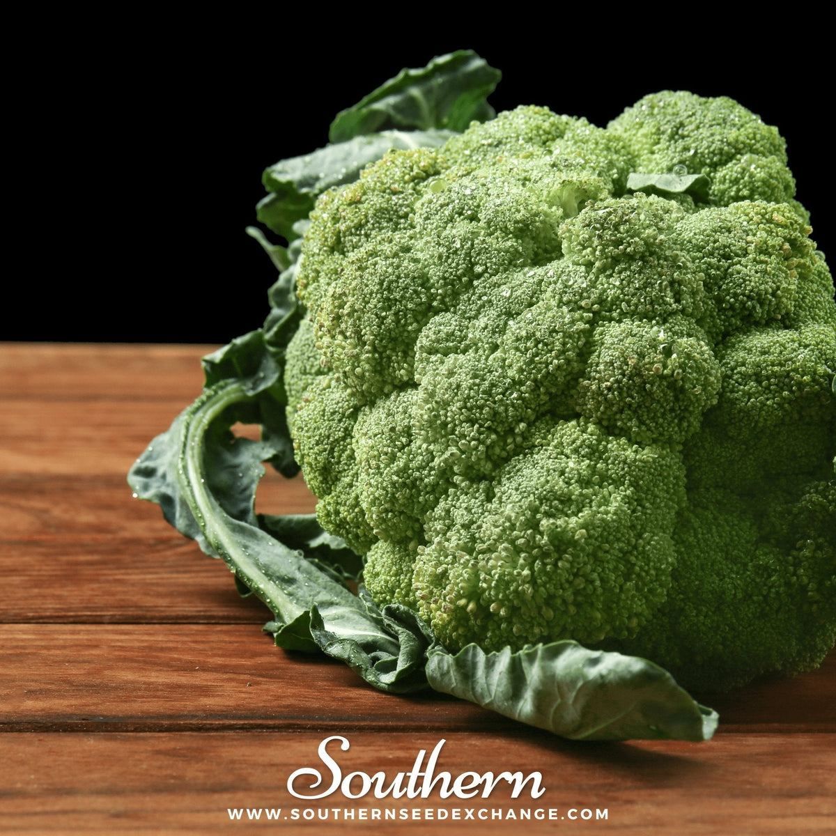 Green broccoli head with dense textured florets