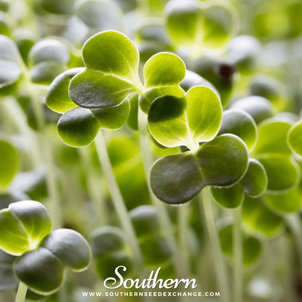 Green broccoli microgreens sprouting with tiny leaves
