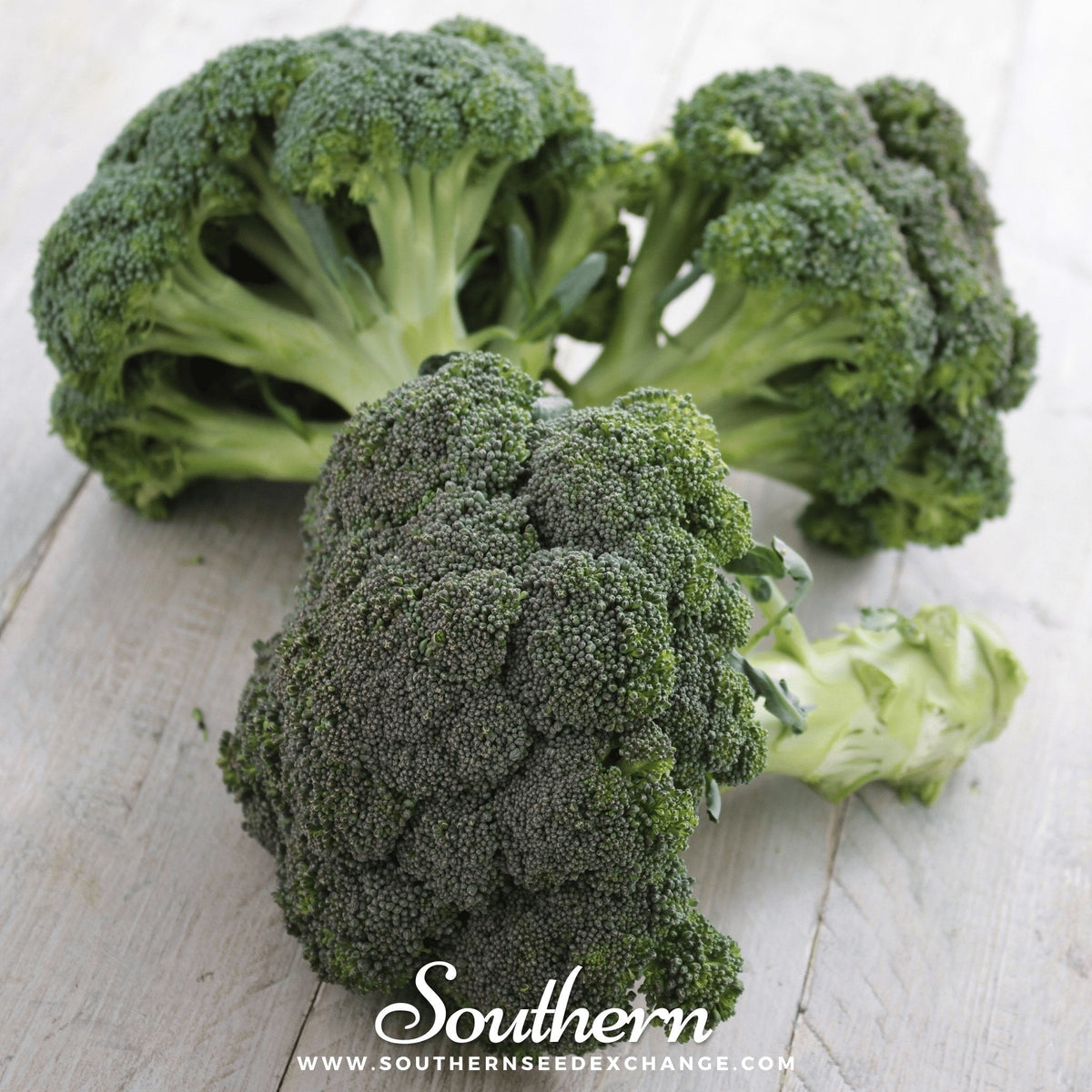 Green broccoli heads with dense florets and thick stems