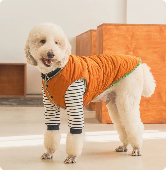 Orange thermal pet jacket with striped sleeves, green-trim zipper, and hooded fit