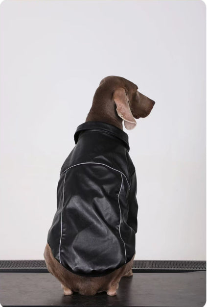 Black dog leather jacket with zipper, elastic cuffs, back/side view on standing dog