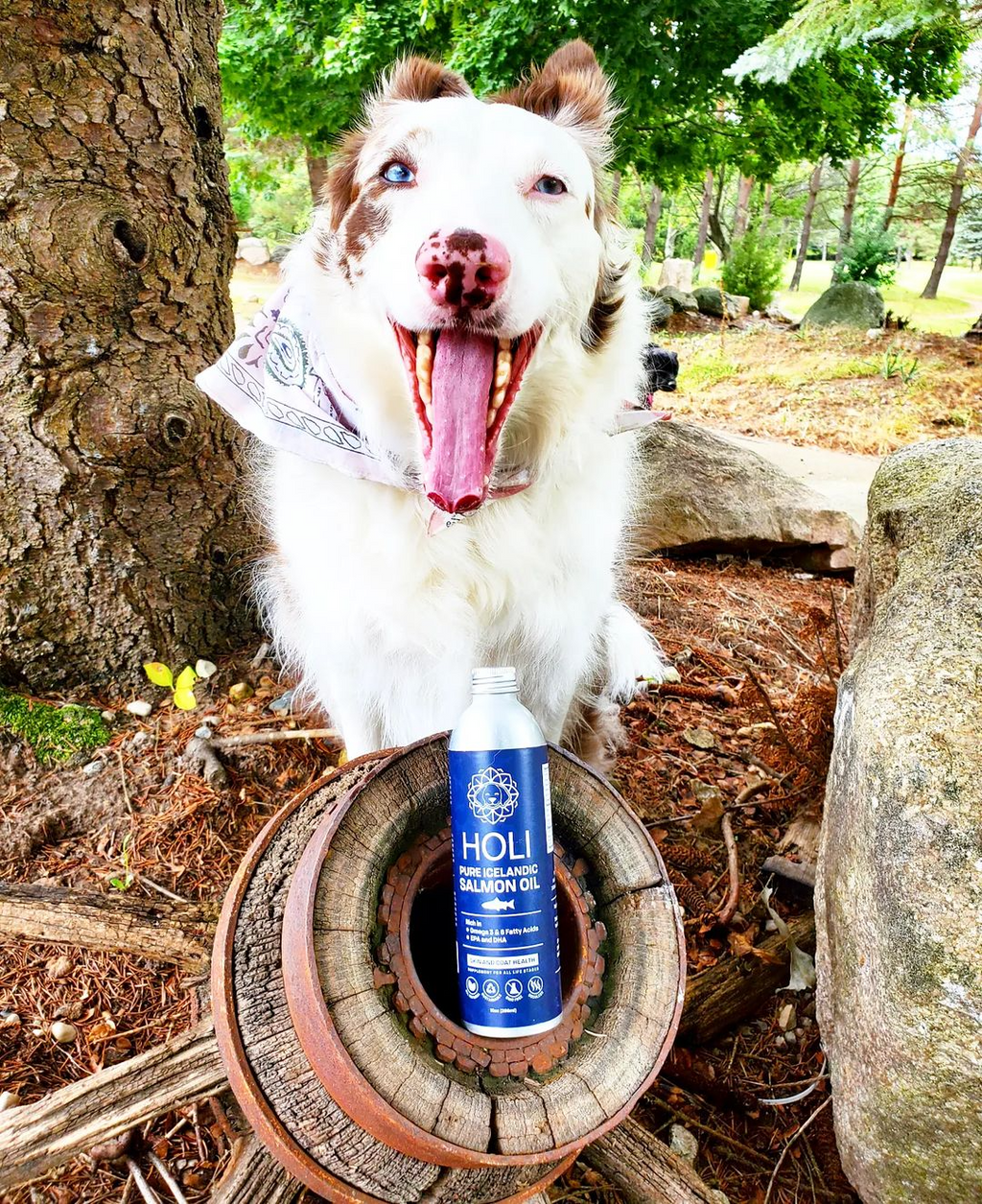 Dog outdoors with salmon oil bottle and white pump on a wooden wheel