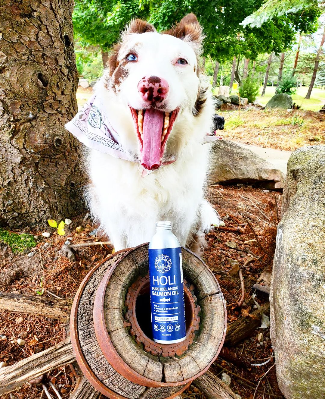 Dog outdoors with salmon oil bottle and white pump on a wooden wheel