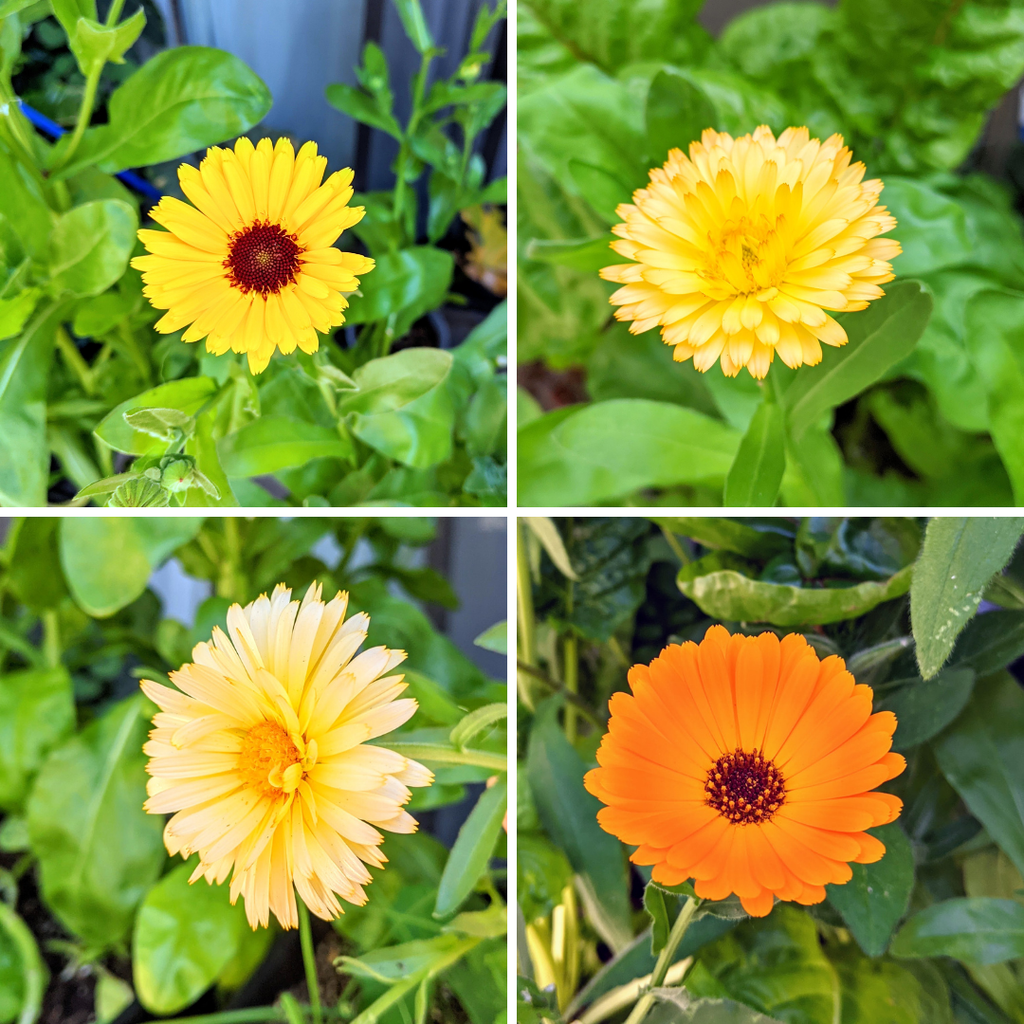 Calendula flower collage with yellow and orange blossoms on green leaves