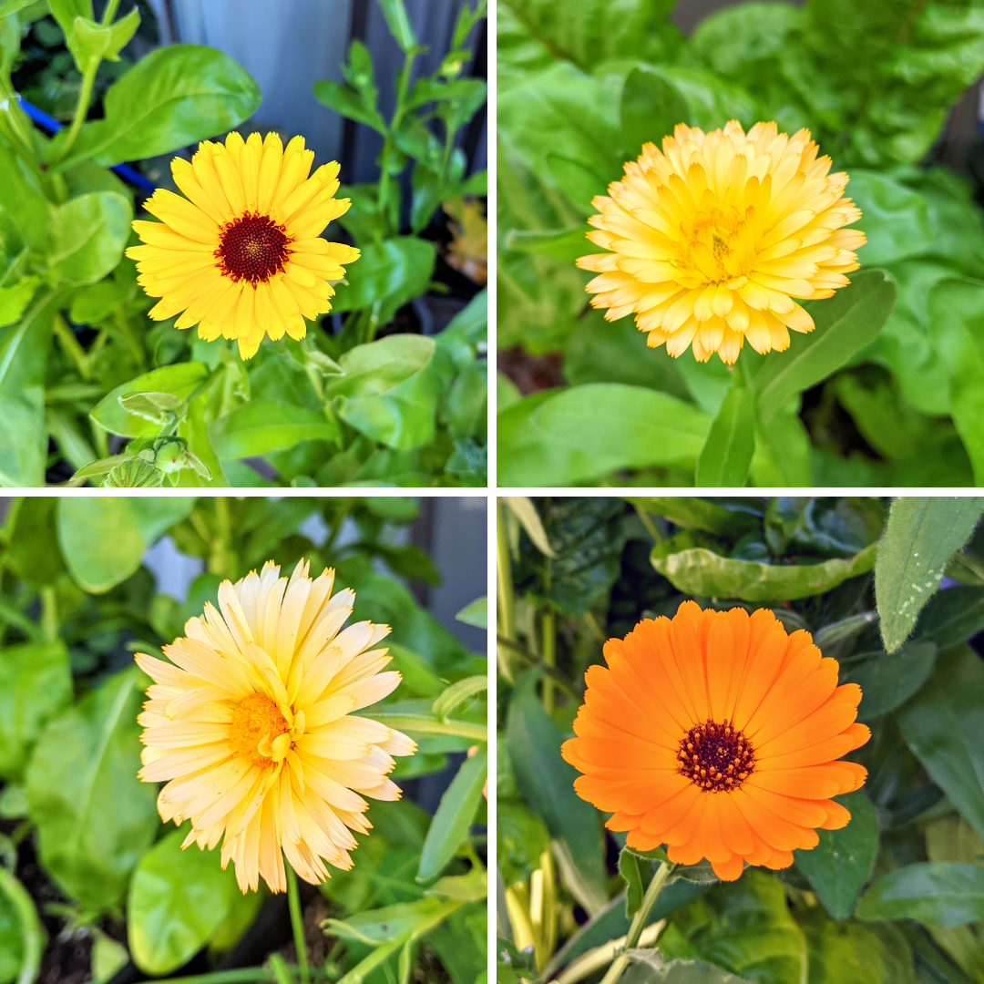 Calendula flower collage with yellow and orange blossoms on green leaves