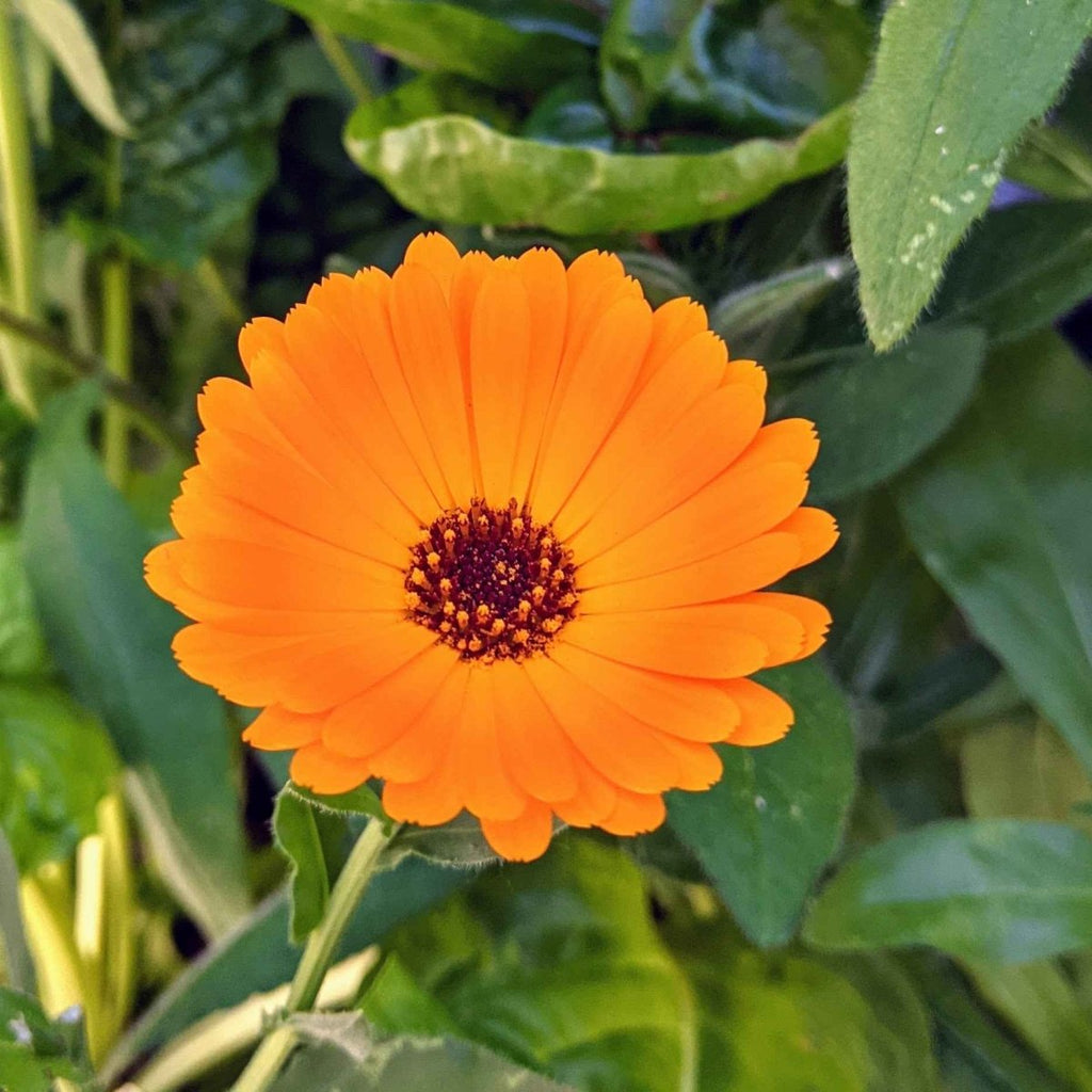 Orange calendula flower with dark center on green leaves