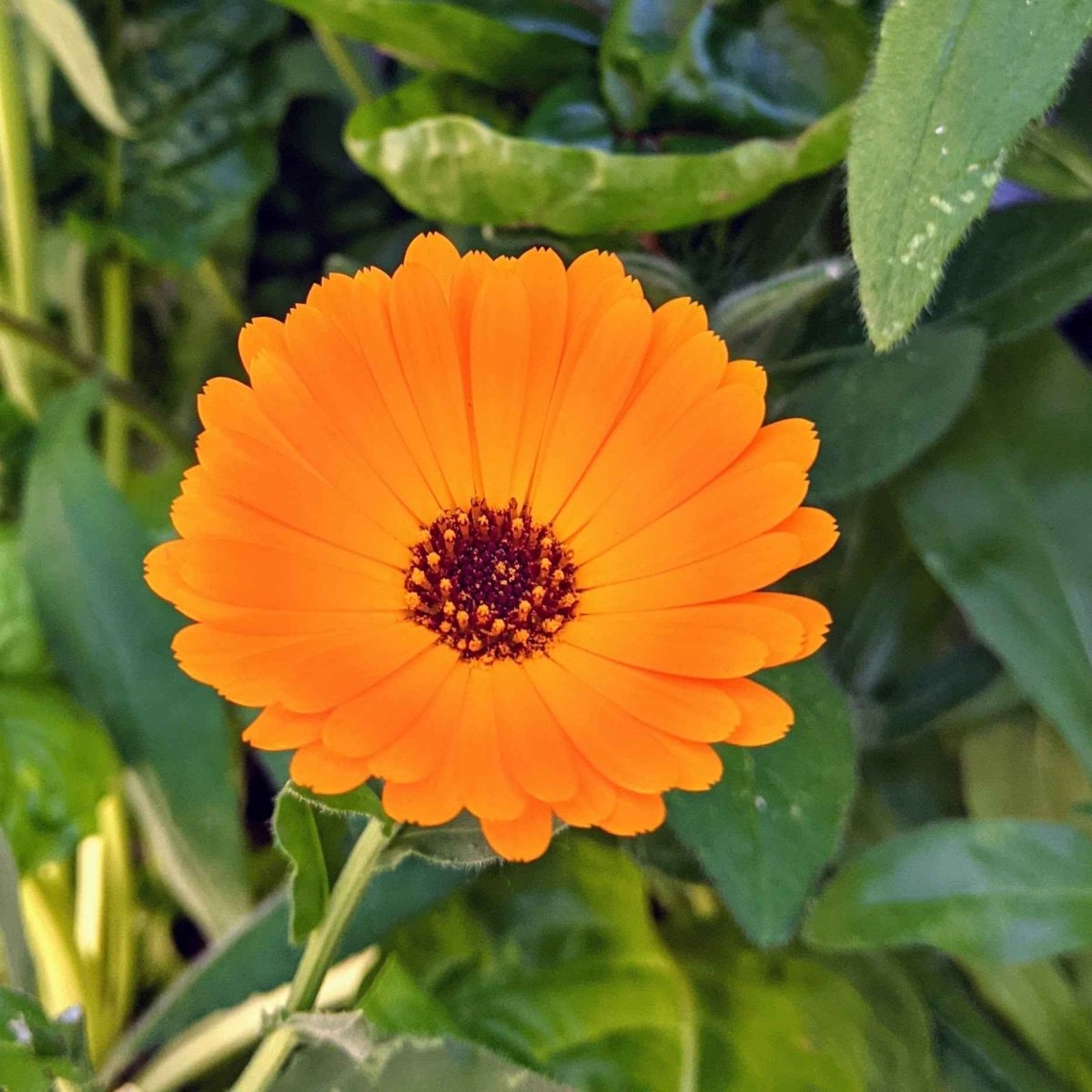 Orange calendula flower with dark center on green leaves