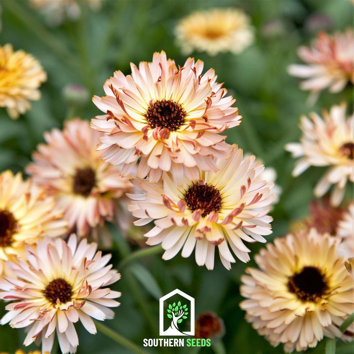 Calendula flower seeds for pale peach and cream petals with dark brown centers