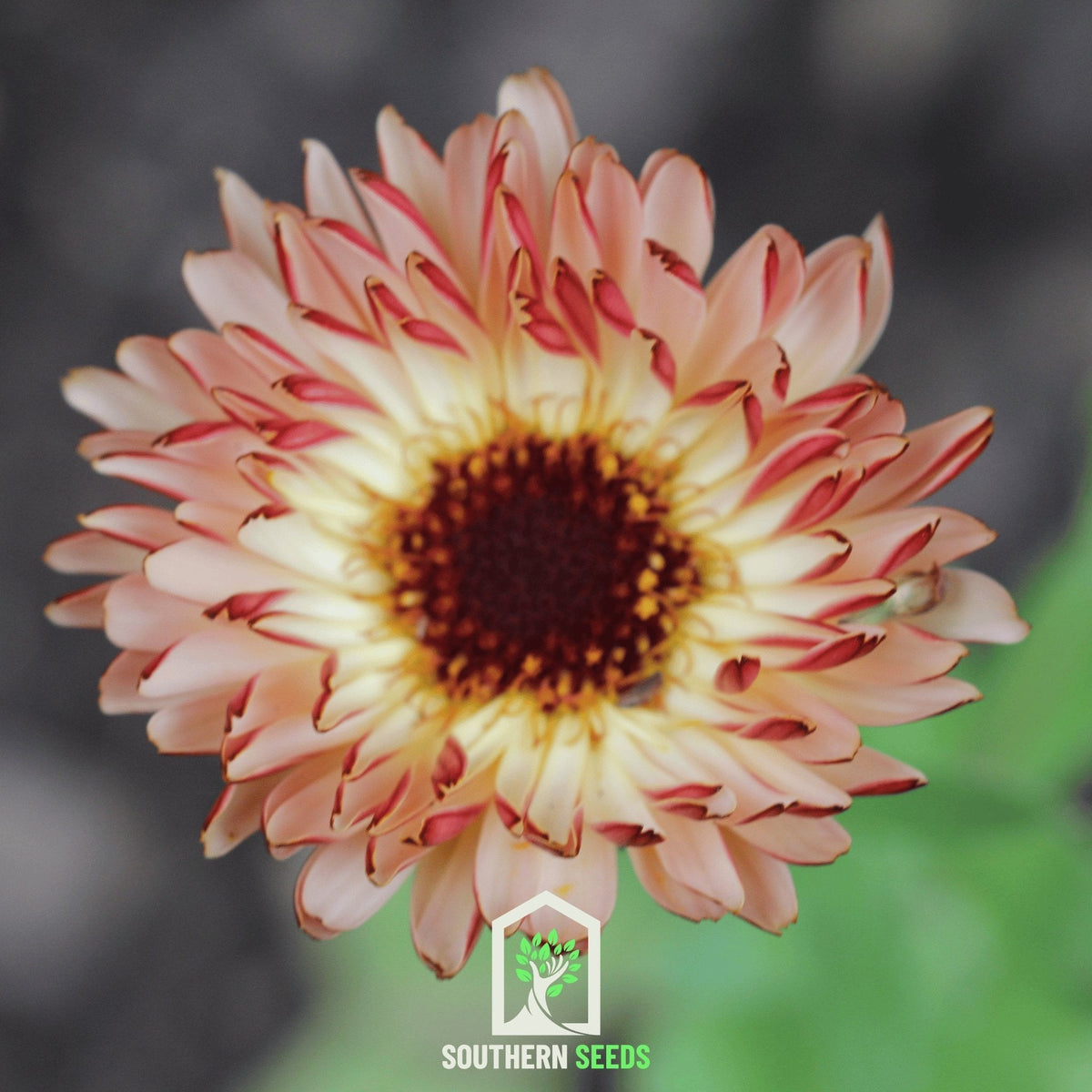 Calendula flower seeds for cream petals with red stripes and dark brown centers