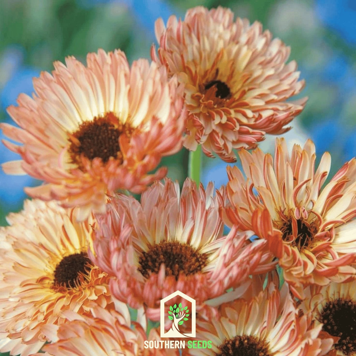 Calendula flower seeds producing orange-peach blooms with dark brown centers