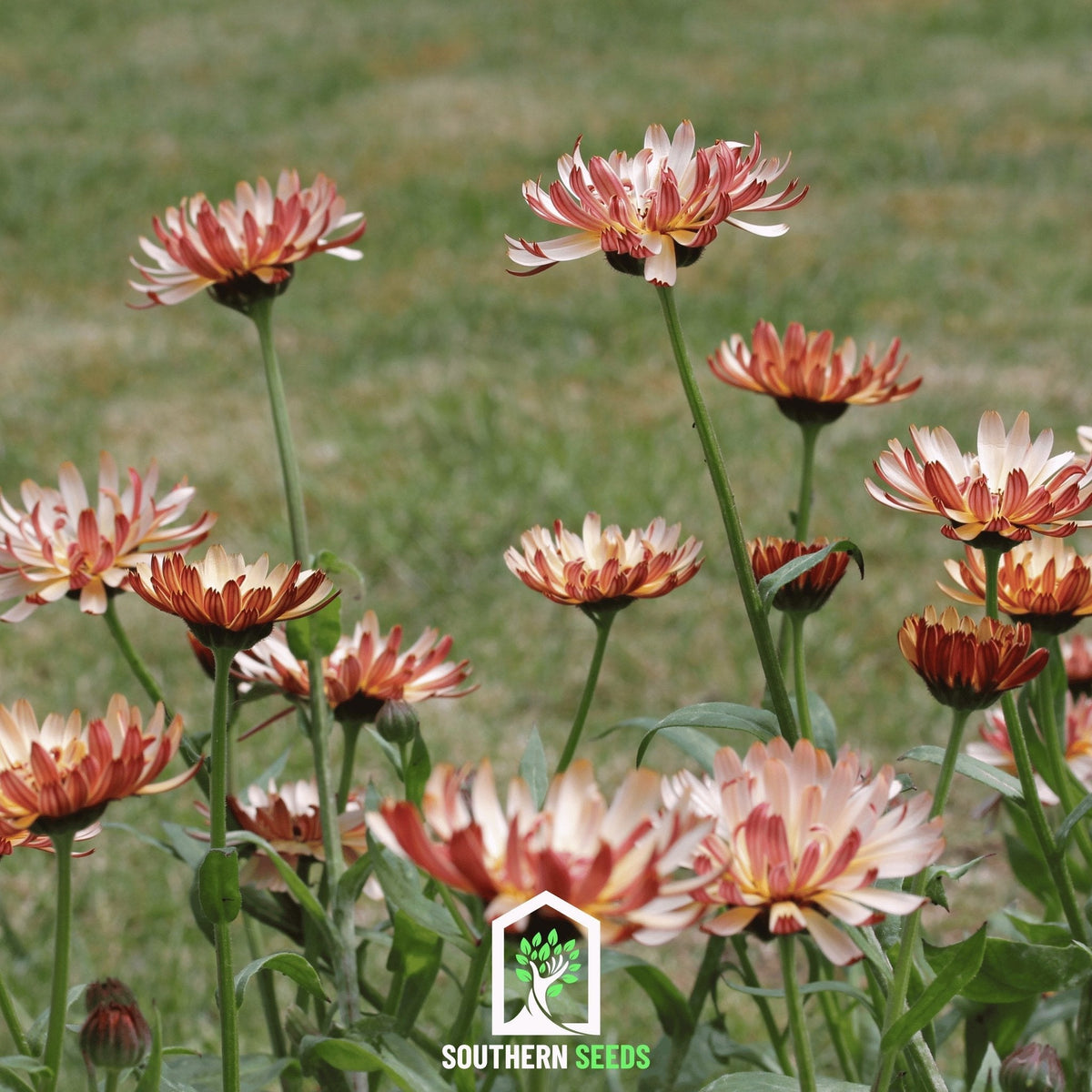 Calendula flower seeds producing orange and cream blooms on tall green stems