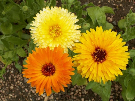 Triple calendula flowers: yellow and orange blooms with dark centers
