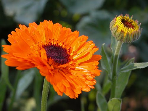 Orange calendula bloom with dark center on green stems