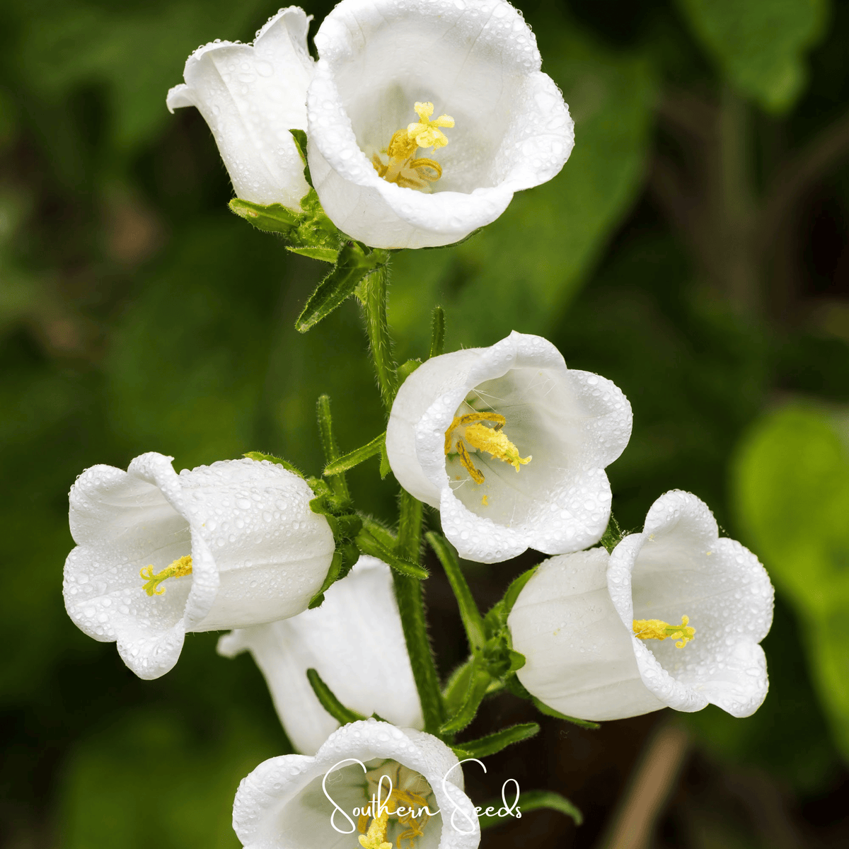 White Canterbury bells with yellow centers on green stems