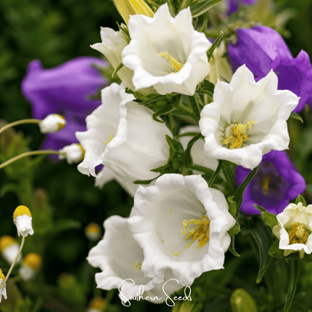 Canterbury bells flowers with white blossoms and purple bell-shaped blooms