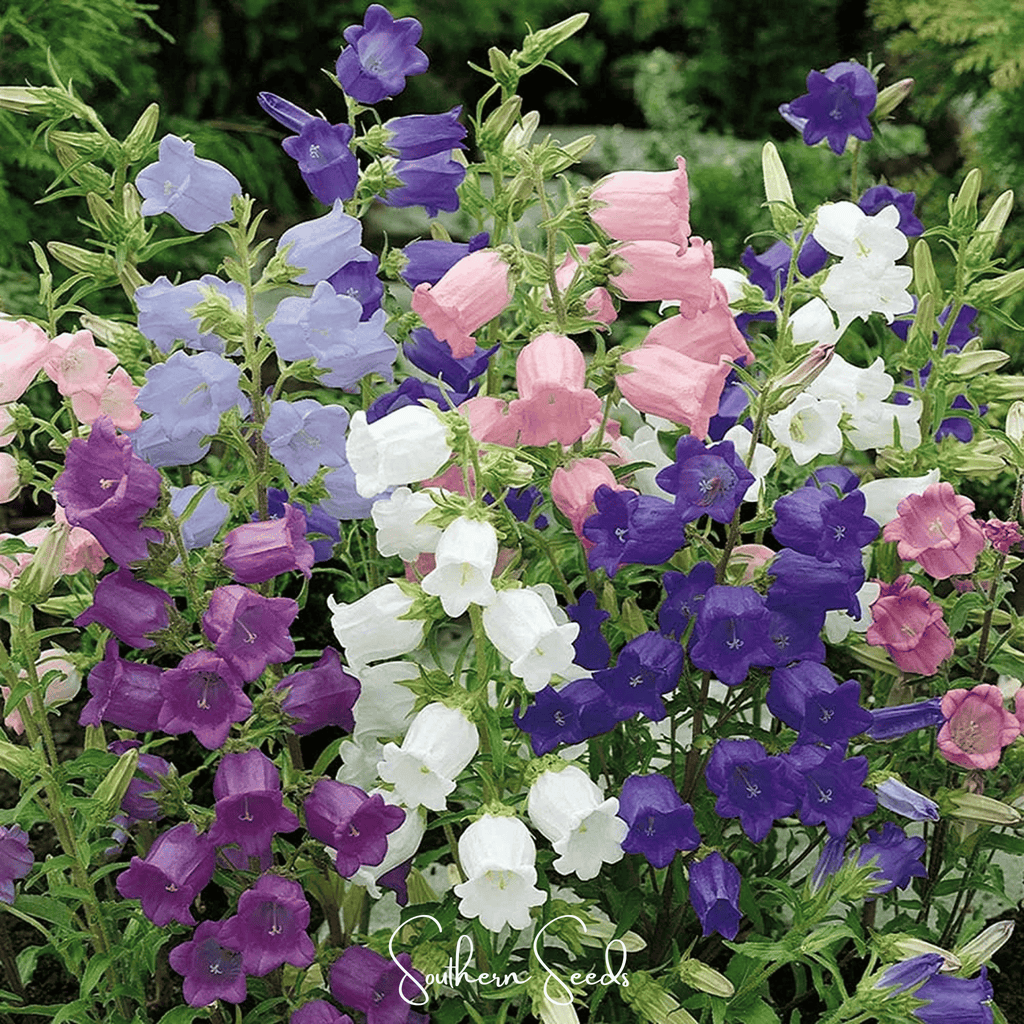 Canterbury bells seed mix plants with purple, pink, and white flowers