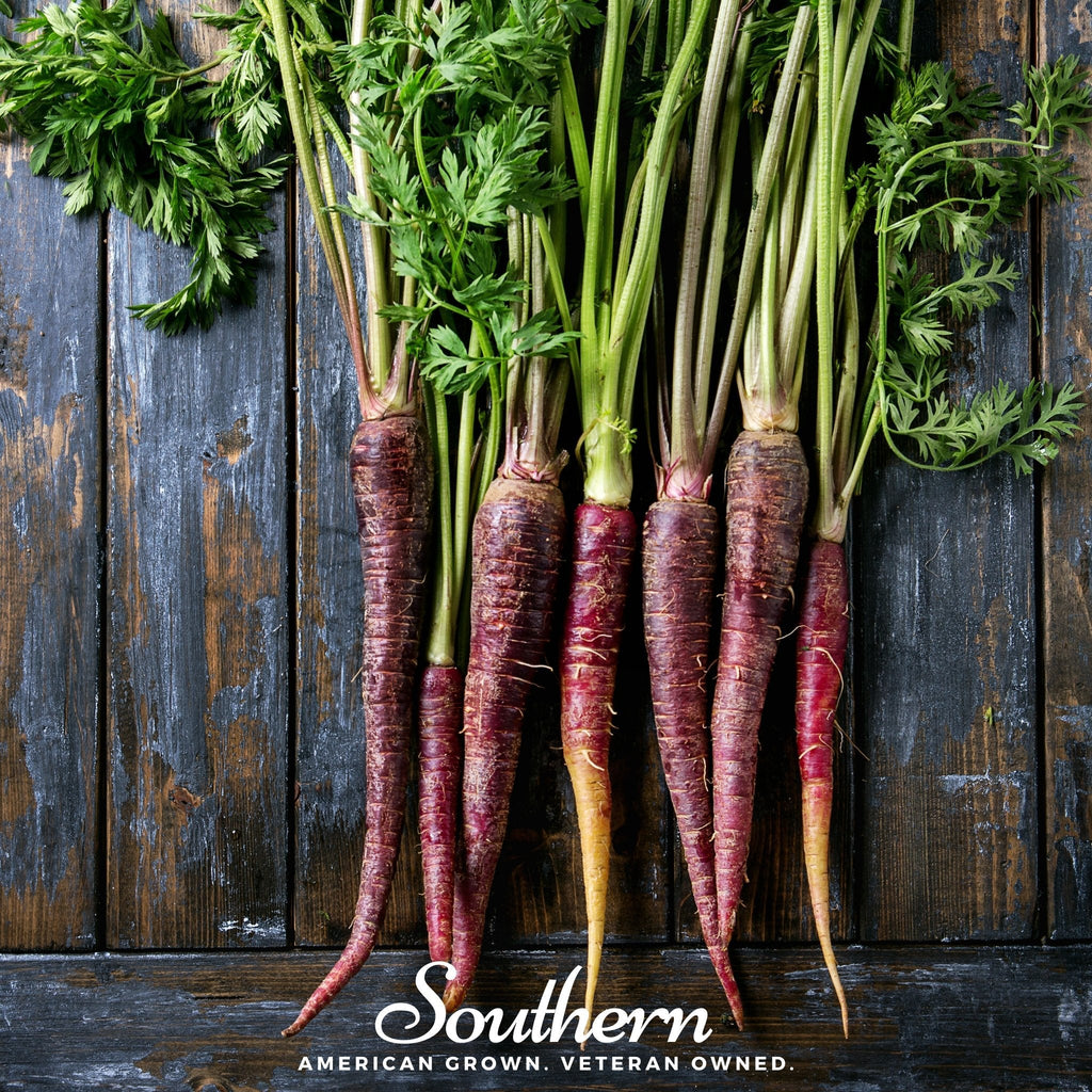Purple and dark red carrots bundle on stems, fresh root vegetables