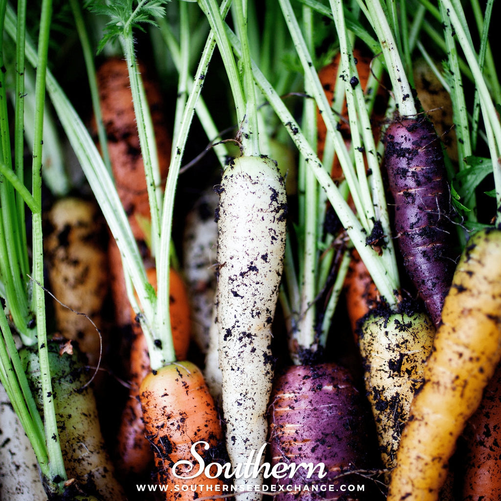 Rainbow carrot seeds, multicolor carrots growing in soil, white, purple, orange
