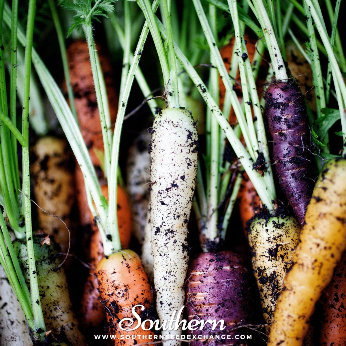 Rainbow carrot seeds, multicolor carrots growing in soil, white, purple, orange