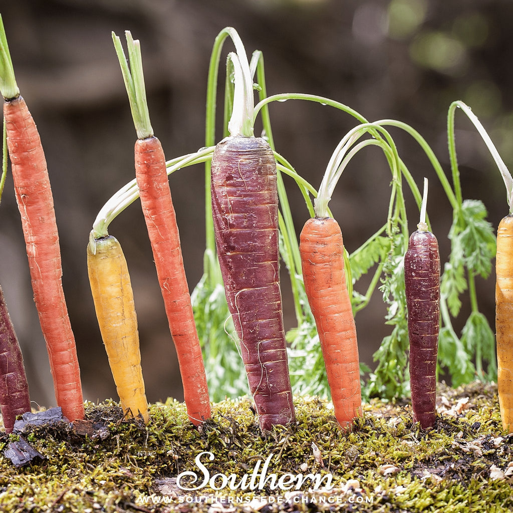 Rainbow carrot seeds, upright multicolor carrots in ground, red, purple, yellow