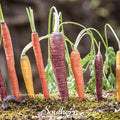 Rainbow carrot seeds, upright multicolor carrots in ground, red, purple, yellow