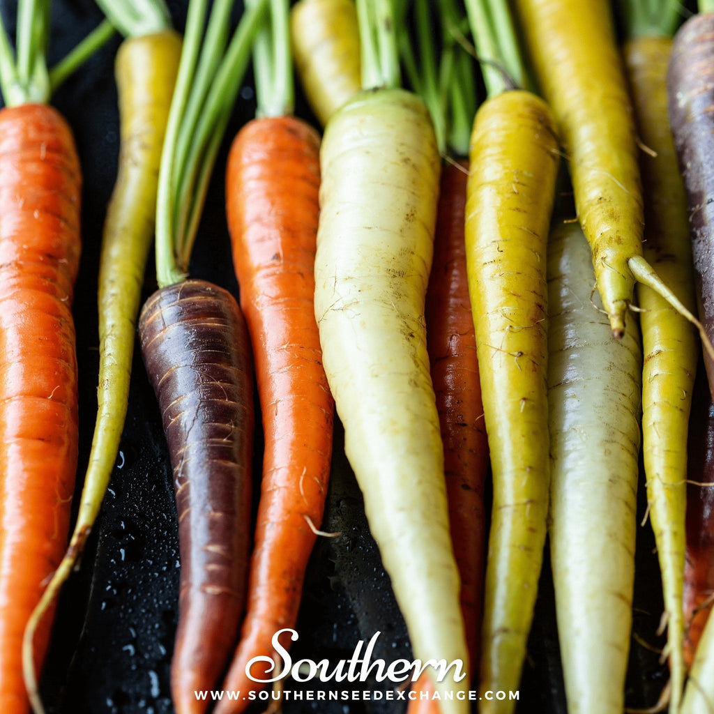 Rainbow carrot seeds, close-up mixed carrots: orange, white, yellow, green, purple