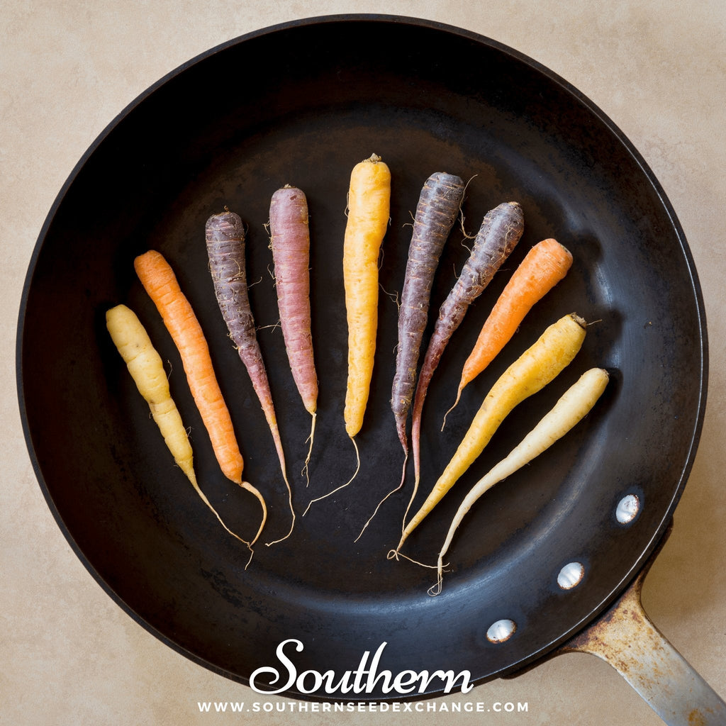 Rainbow carrot seeds, assorted mini carrots in skillet: yellow, purple, orange