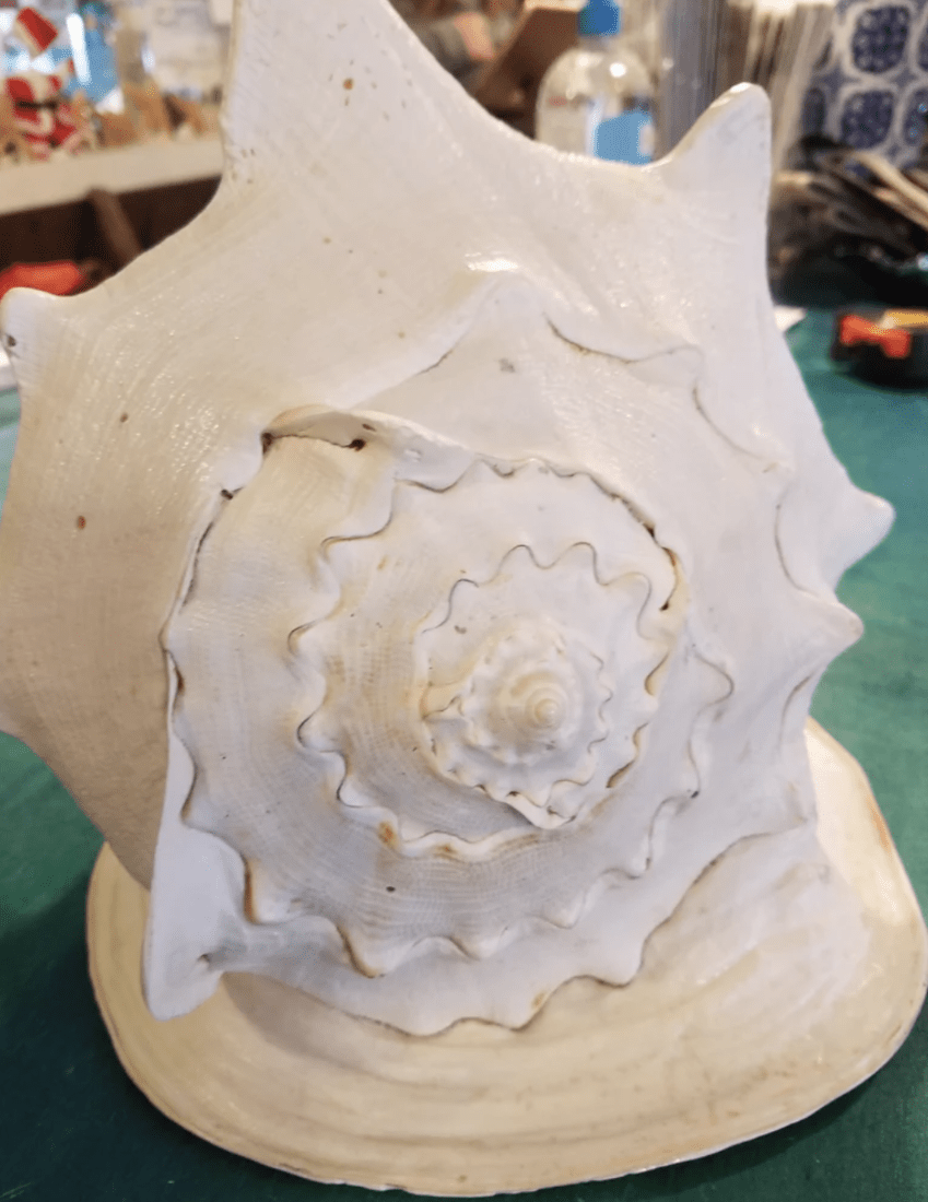 Close-up of cream horned helmet shell with engraved spiral rosette detail
