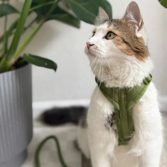 Green velvet dog harness on a cat, padded straps and leash ring