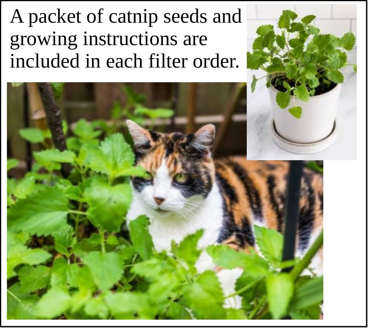 Calico cat near lush greenery with catnip seeds growing instructions included