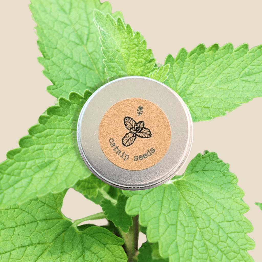 Catnip seeds tin with round lid label and fresh catnip leaves