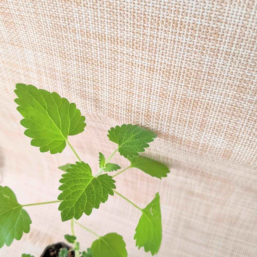 Catnip plant leaves sprig