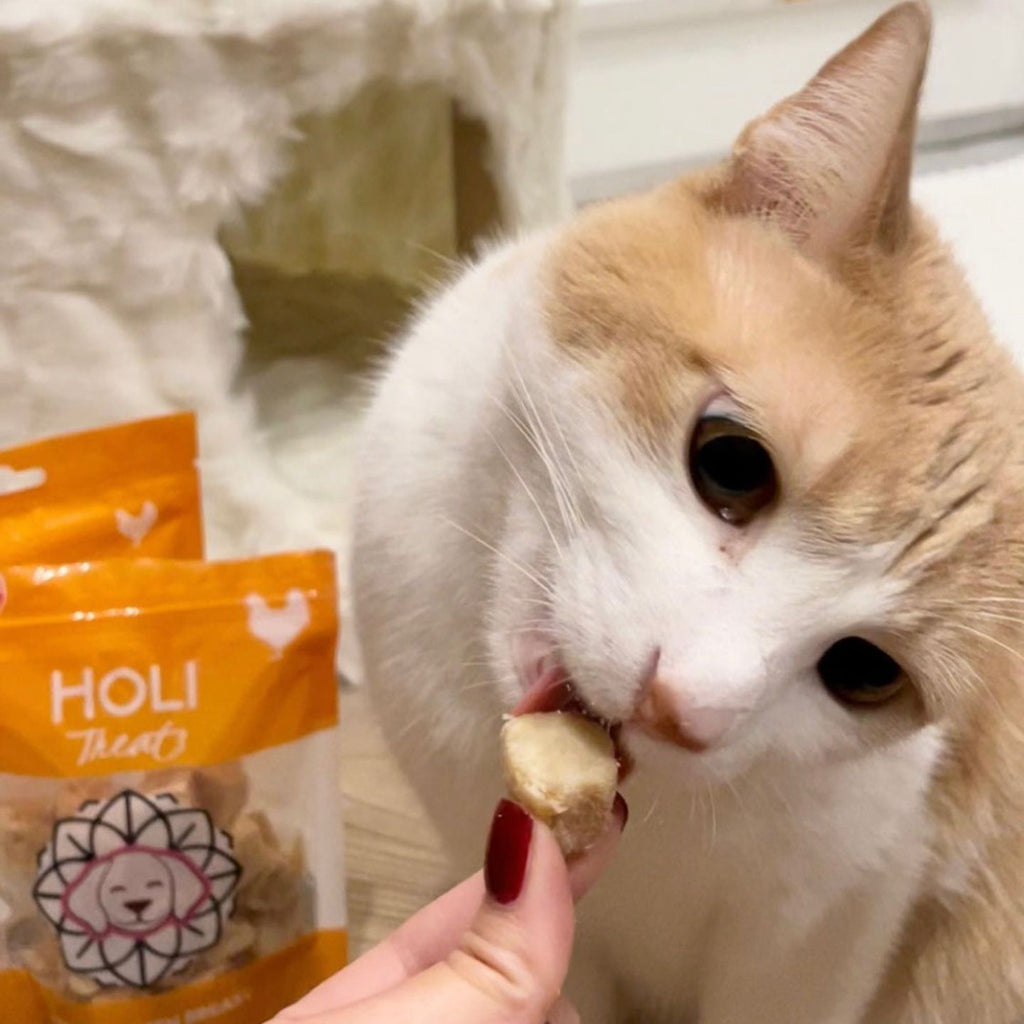 Cat holding freeze-dried chicken breast treat cube near pouch