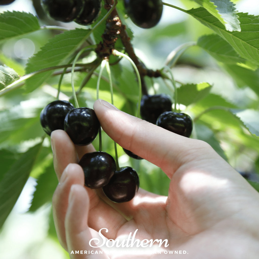 Black cherry seeds, hand holding glossy dark cherries on leafy stems