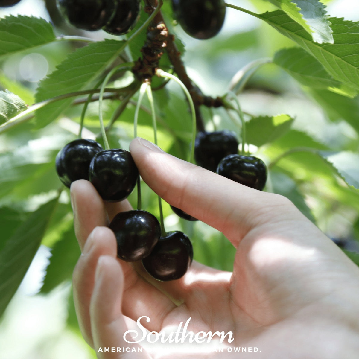 Black cherry seeds, hand holding glossy dark cherries on leafy stems