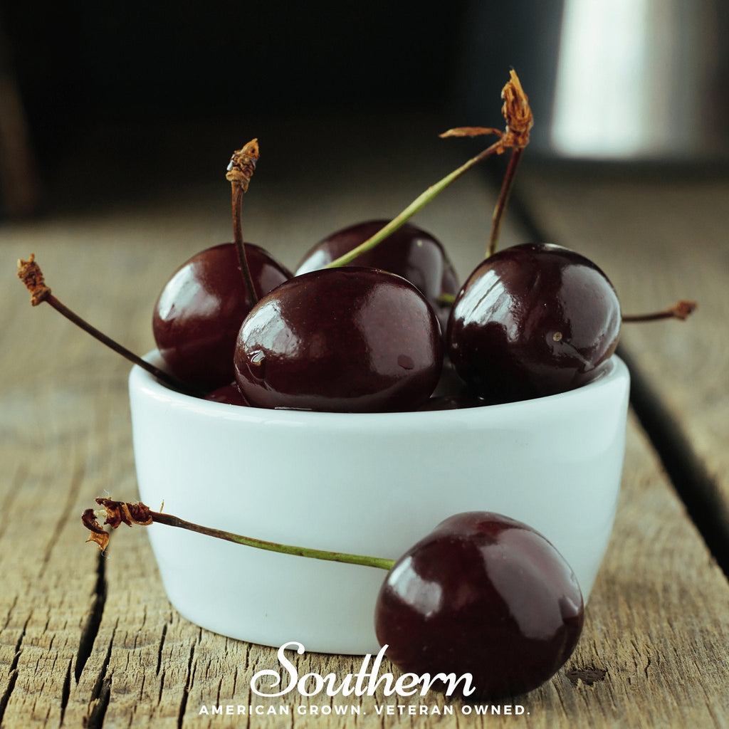 Black cherry seeds, dark cherries on stems in a white bowl