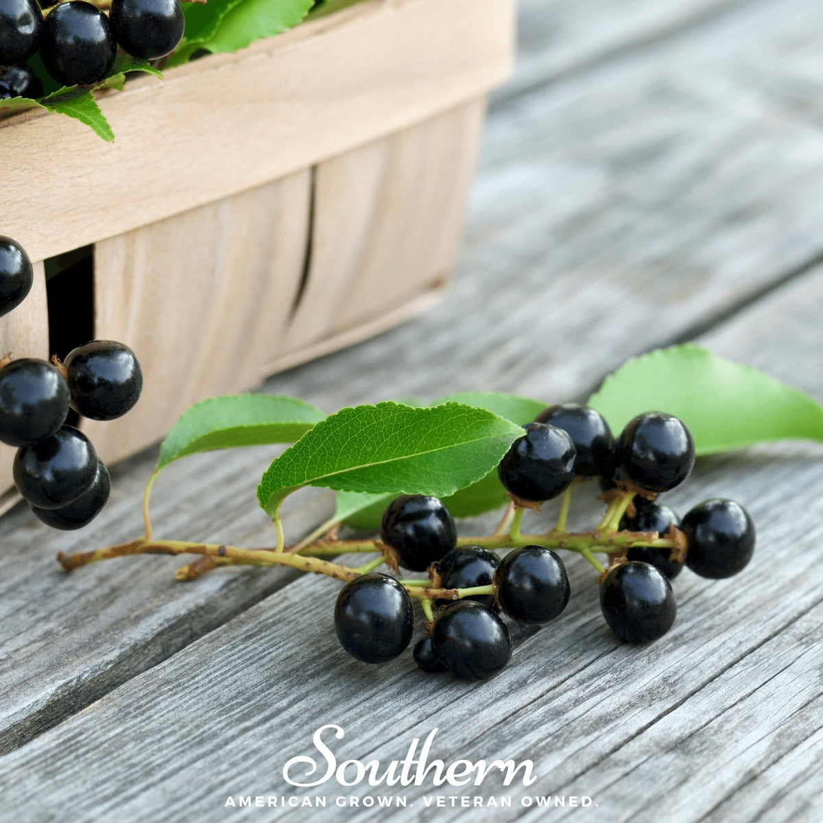 Black cherry seeds, dark berries with green leaves on a wooden surface