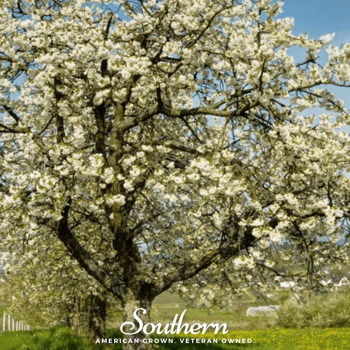 Black cherry seeds, cherry tree with white blossoms on branches