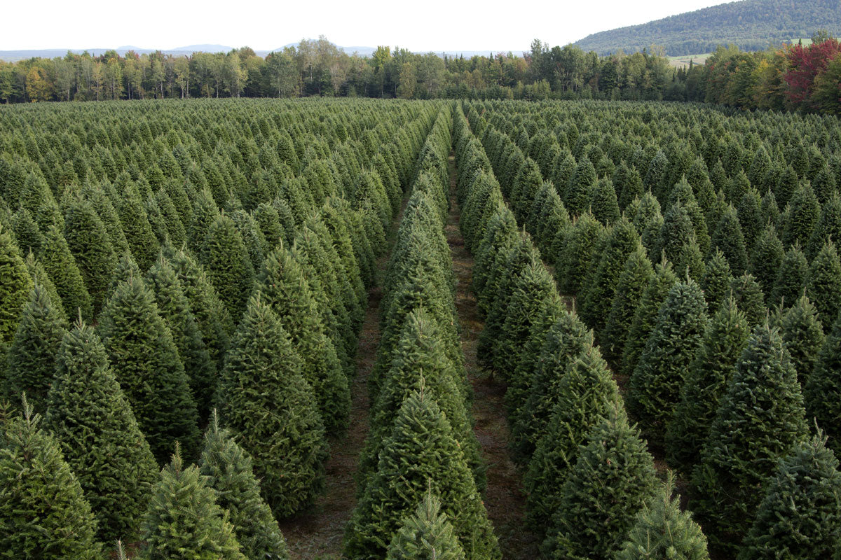 Balsam fir tree plantation, long rows of dense green conifers