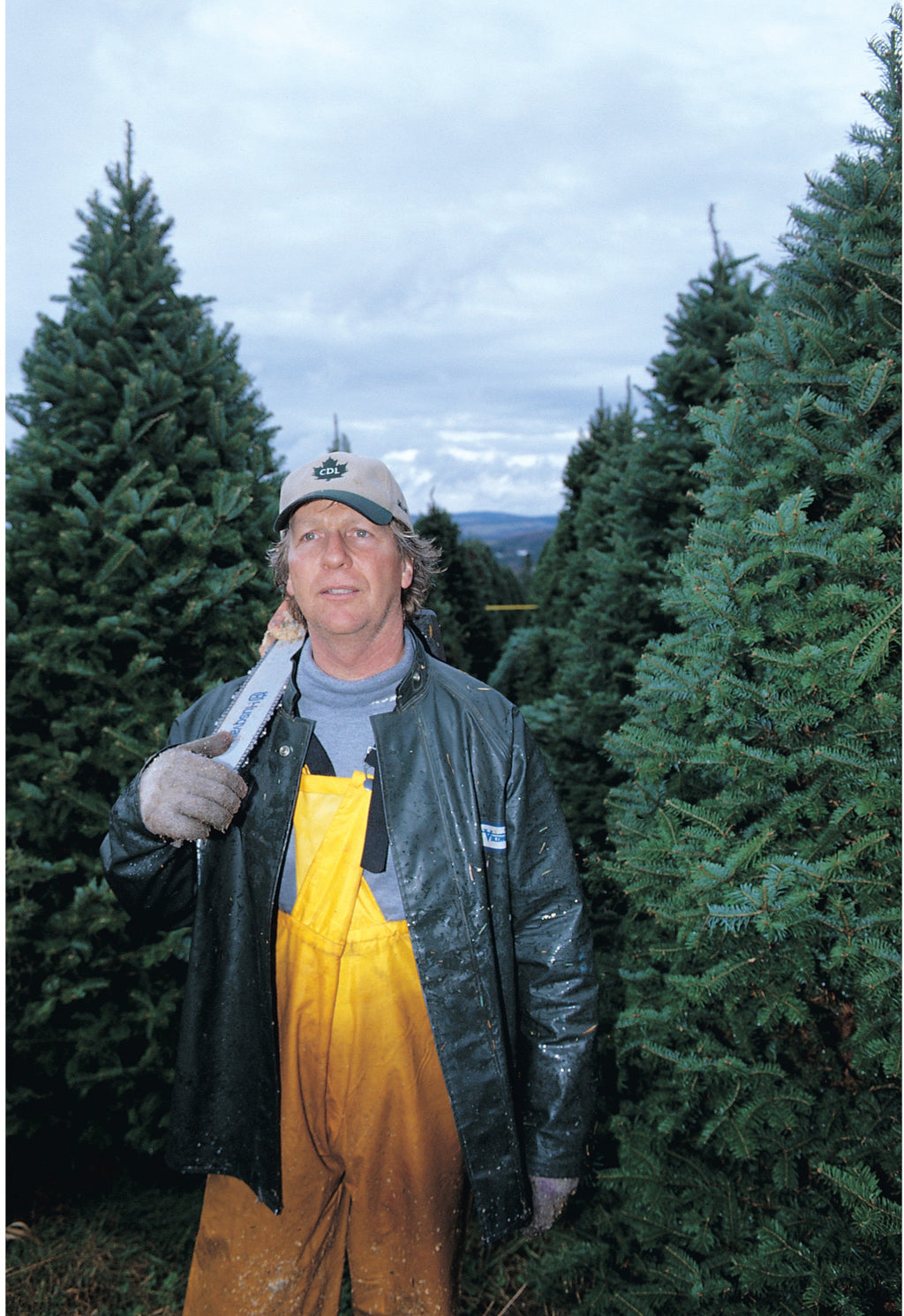 Balsam fir Christmas tree in a farm row with a person standing beside it