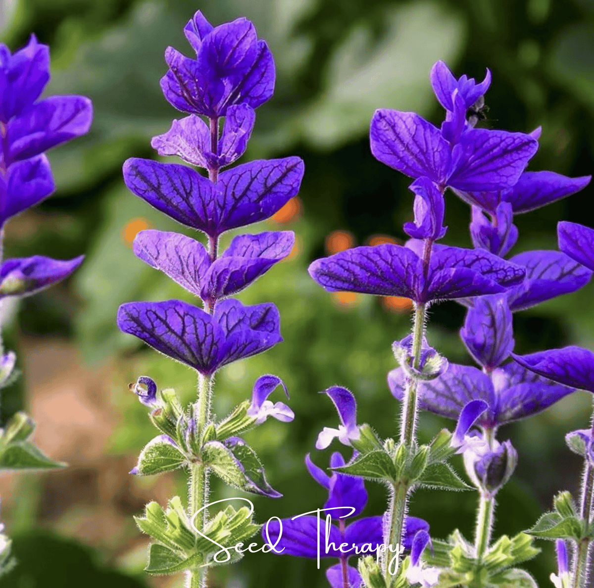 Clary sage flower seeds, purple bell blooms on leafy stems