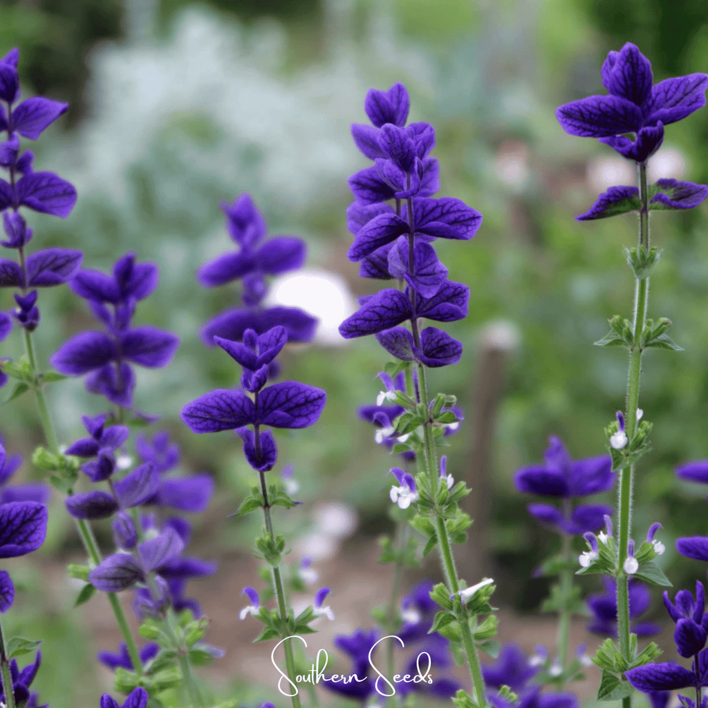 Clary sage flower seeds, tall purple blooms with soft out-of-focus background