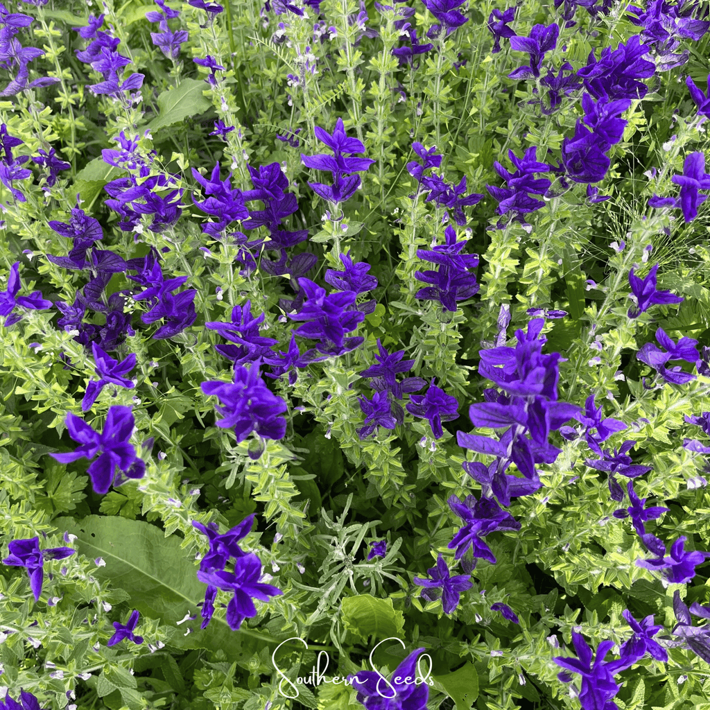 Clary sage flower seeds, dense purple flower bed with green foliage