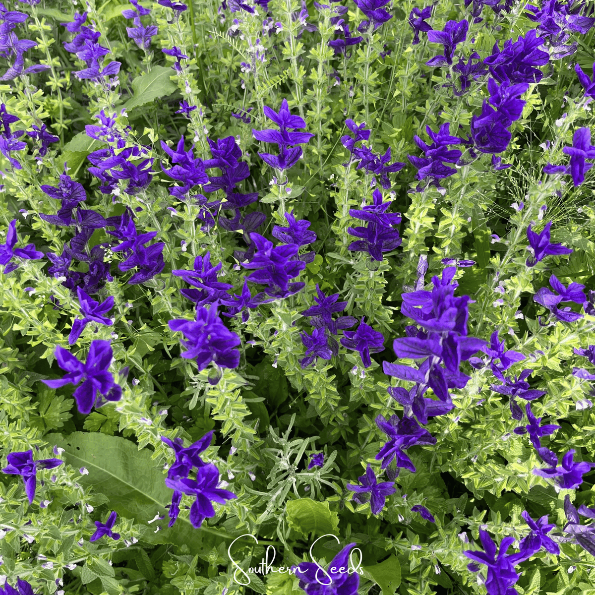 Clary sage flower seeds, dense purple flower bed with green foliage
