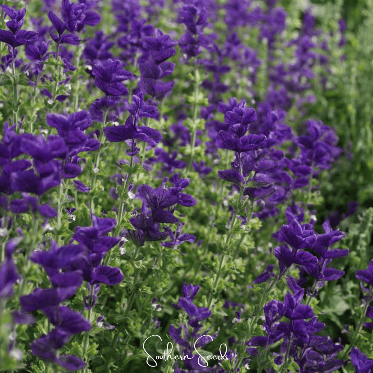 Clary sage flower seeds, purple blossoms in a wide flowering patch