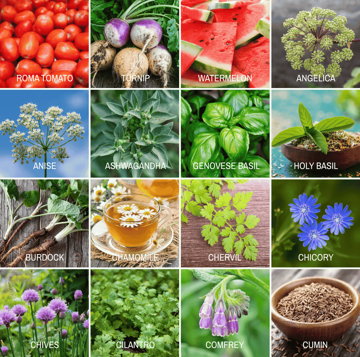 Seed variety photo grid featuring tomatoes, herbs, and flowering plants