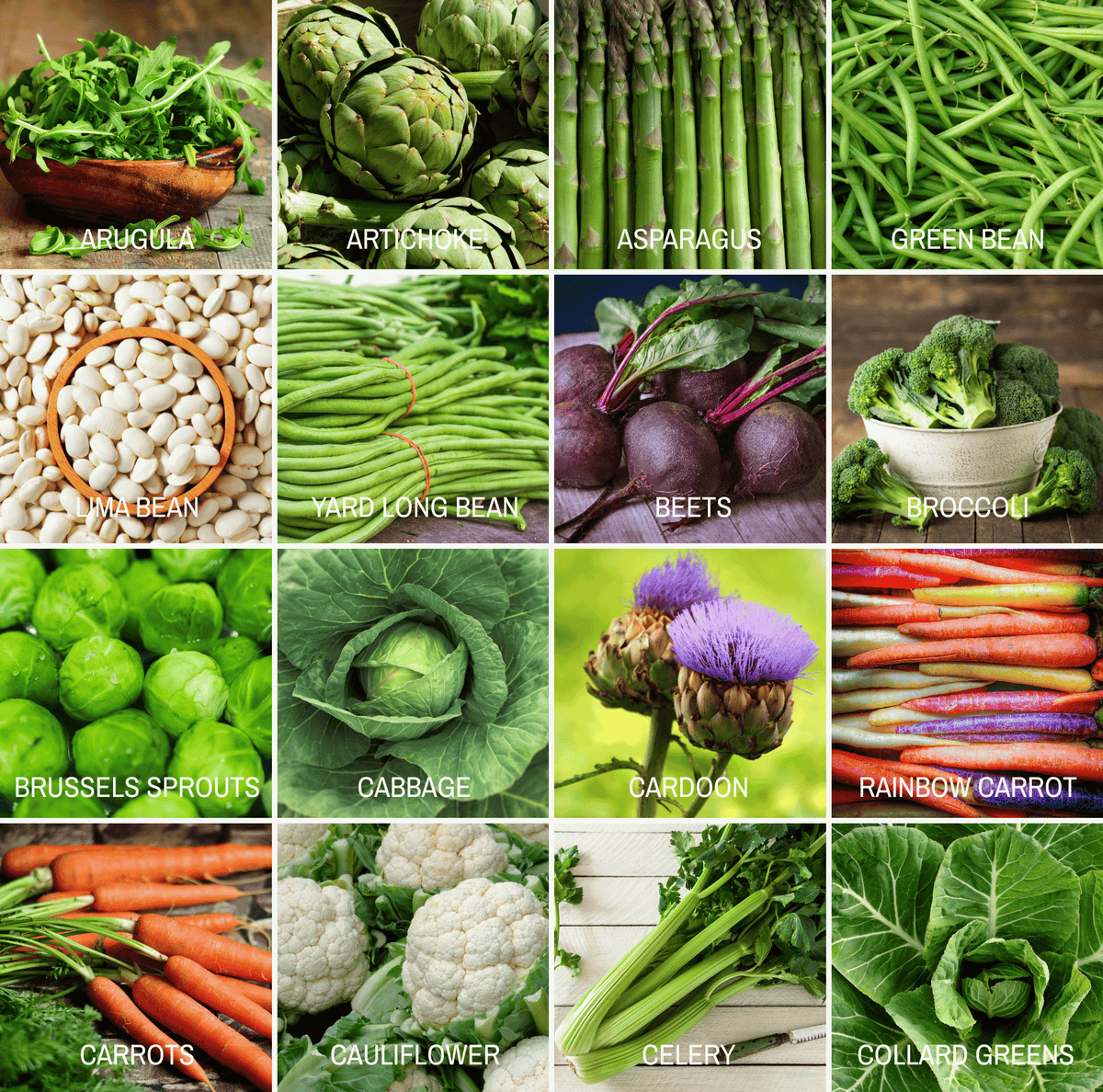 Seed variety photo grid of assorted vegetables in labeled rows