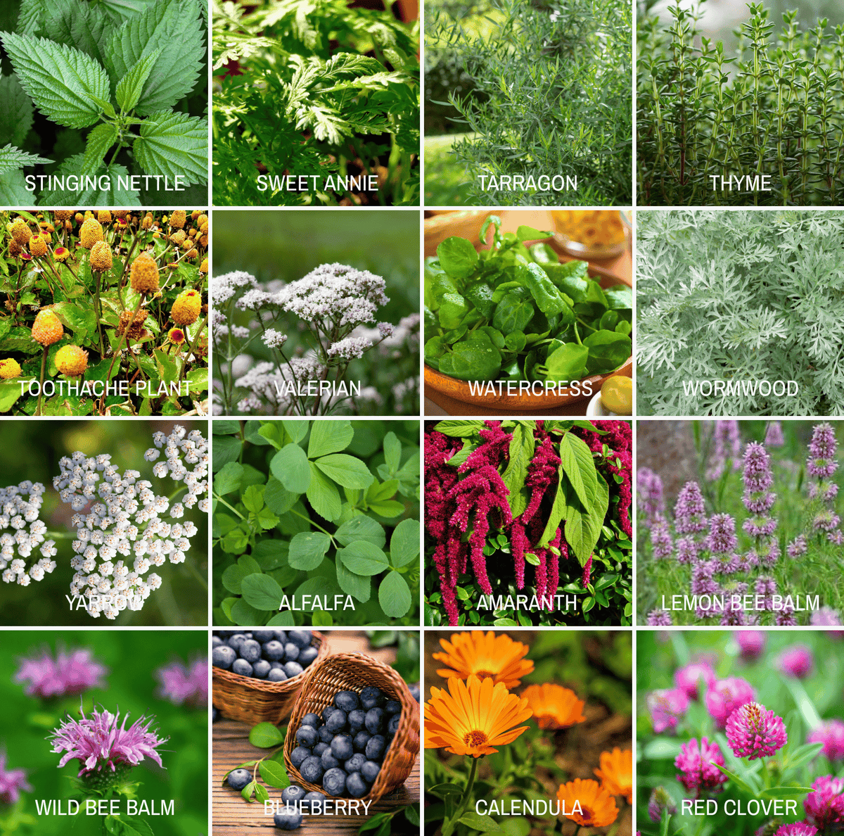 Seed variety photo grid of wild plants like stinging nettle, valerian, and calendula