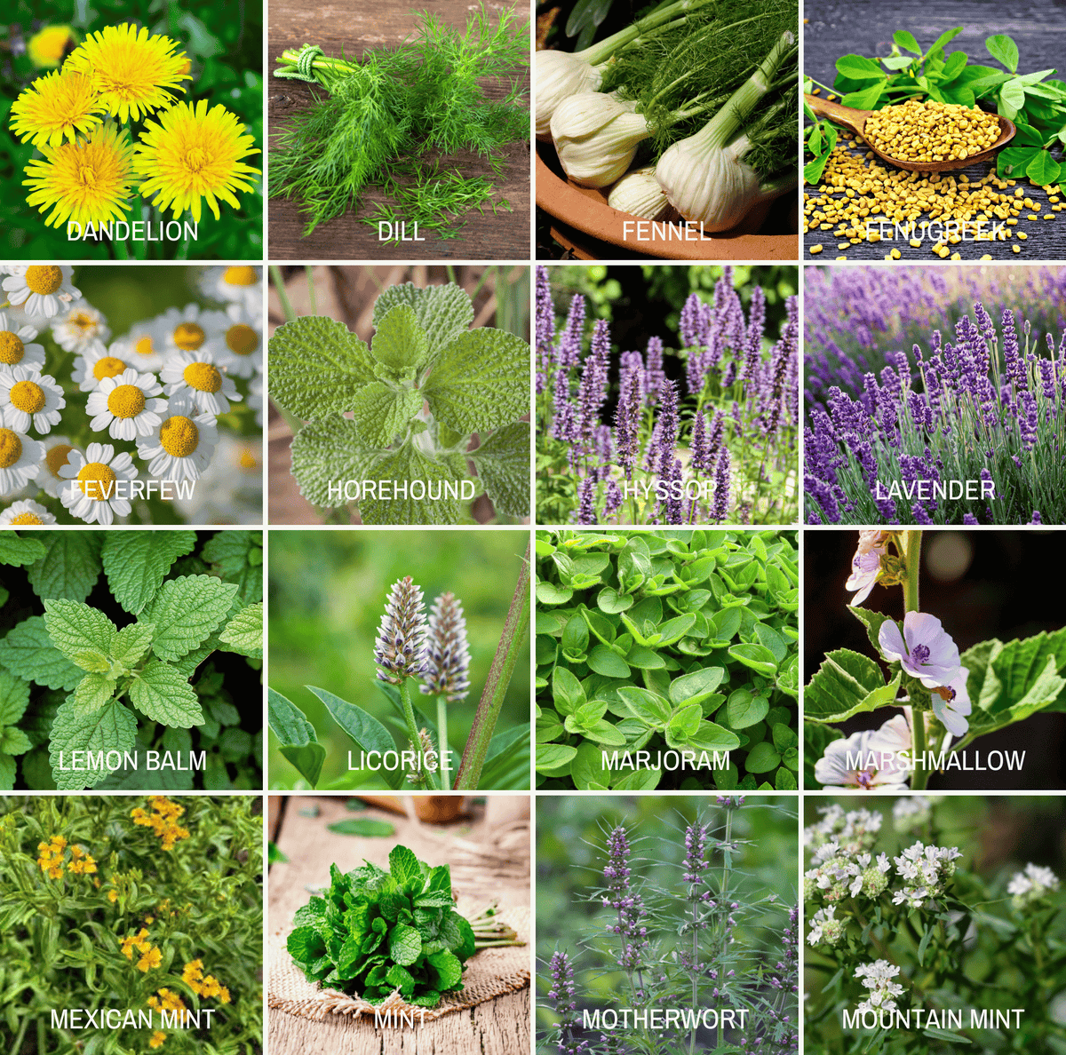Seed variety photo grid of herbs and blossoms such as dandelion, lavender, and mint