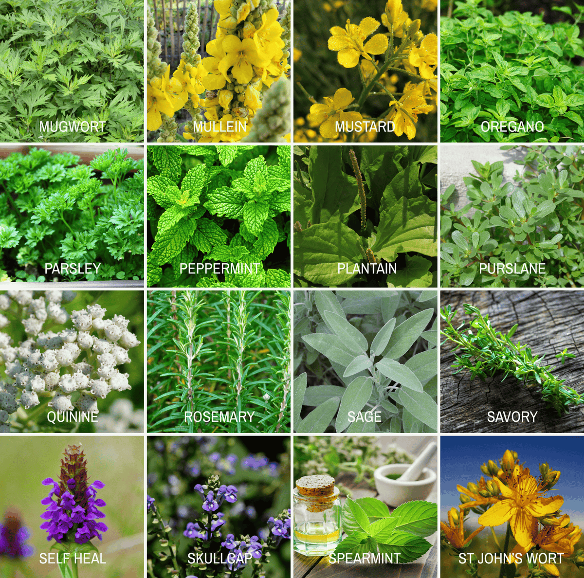 Seed variety photo grid of garden herbs and plants such as mugwort, oregano, and parsley